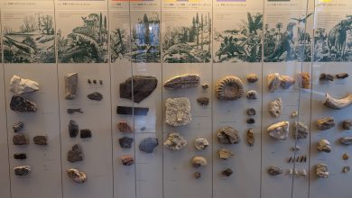 Geologische Zeitleiste gross