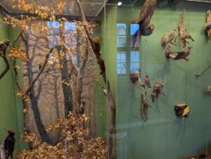 Tierarten der Region